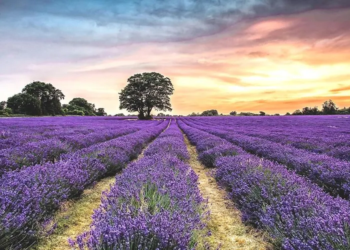 La Maison Des Collines Séjour chez l'habitant *