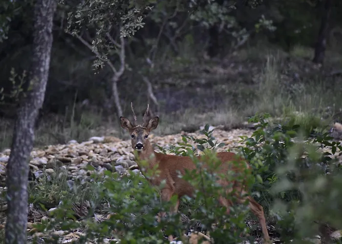 La Maison Des Collines Homestay Allemagne-en-Provence